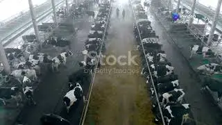 AI + Animal Husbandry  #technology #web3 #ai