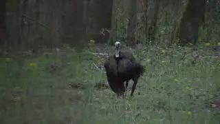 Gobble Filled Tennessee Turkey Hunt - 