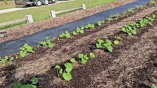 Best market row farmer in the country! #gardening #permaculture #foodforest #zone9 