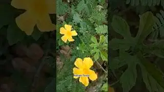 Guess the flower 🌼 Select your own sound ✌️#guess #flowers #shorts -Nature Toons