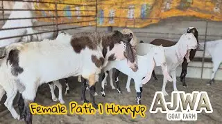 AJWA GOAT FARM TOP QUALITY FEMALE PATH | CONTACT SOON