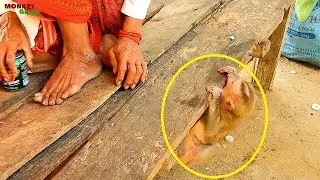 MG! Axel request grandma groomed till fall down, pity poor baby monkey Axel