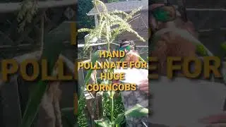 Hand Pollinating Corn