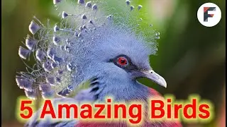 5 Amazing Birds #information #facts #education #factalogix  #amazingbird #gk