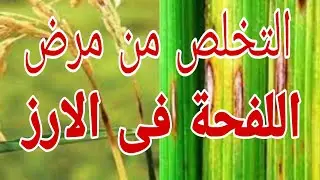 علاج اللفحة في الارز اعراض الاصابة بمرض اللفحة المبيدات المعتمدة