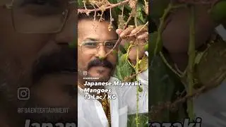 Japanese Miyazaki Mangoes ₹3 Lakh/ KG | Black Mango Orchard In Aurangabad India