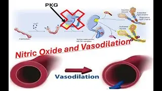 How Nitric Oxide Causes Vasodilation. Shear Stress and the cGMP/PKG Pathway.