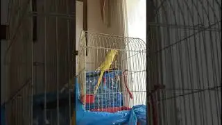 When your iParrot sings iPhone ringtone