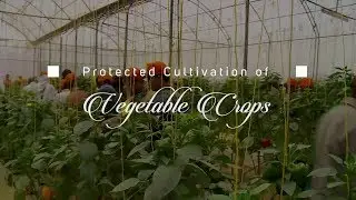 Protected Cultivation of Vegetable Crops Training at IHT Noida