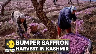 India: Farmers cheer over healthy Saffron cultivation in Kashmir | Latest English News | WION