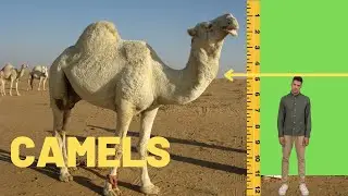 All About Camels: Camels Types, Camels Eyelashes, Camels vs Dromedary, Why Camels Have Humps