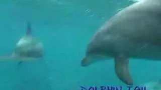 みらいじま20080516_01