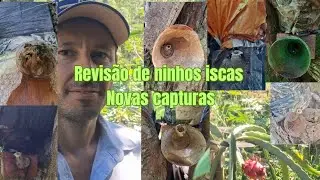 Revisão dos Ninhos Iscas para Abelhas Nativas próximos da minha casa
