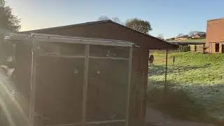 Embden Geese (Bremens) #2