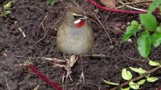 Siberian Rubythroat twitch UK to Holland Feb 2016