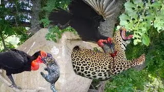 King Of Jungle Vs King Of Sky! Hungry Eagle Attacked, Stole Leopard Cub And Tragic Ending For Both