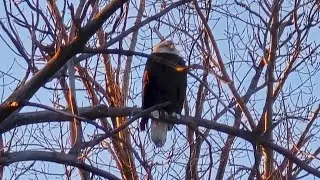 How Loess Bluffs counts birds