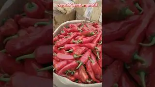 achari mirch ka bhav 💯 Mandi bhav 🥒 Mandi News 🗞️ #shafeeqbarabanki #mirchi #mandibhav