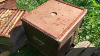 Awesome broodless colonies after caging queens