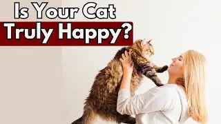 5 Signs of a Happy and Healthy Cat