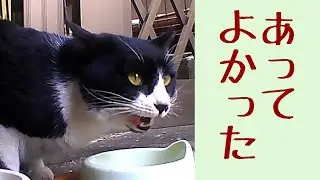とっても寒い日、ご飯置いてあったわ。　福猫ふくちゃん　lucky stray CAT