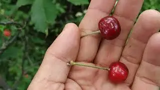 Feral cherries - foraging for Prunus avium