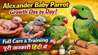 Alexander Baby Parrot Growth Day by Day | Full Care and Training Details in Hindi