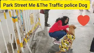 Save street stray dogs|| my park Street experience #vlog