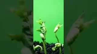 plant animation feathery plants growing green screen #greenscreen #plants