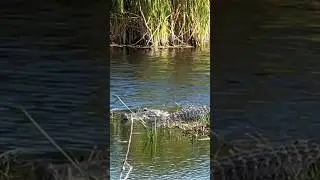 Home Sweet Home!  Everyday is a great day in the Everglades!