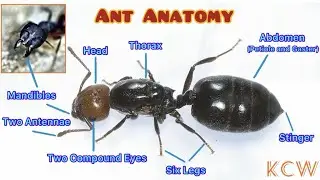 Ant Anatomy