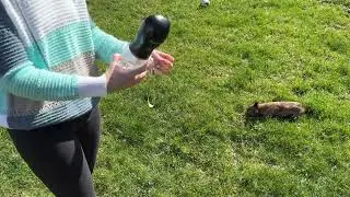 Quick Review of MalsiPree Dog Water Bottle Portable Puppy Water Dispenser