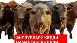 НАМАНГАНГАХАМ ШУНДАЙ ЗЎРЛАРИ КЕЛДИ ТАНЛОВДА АДАШМАНГ БАЙ БАЙ БАЙ МАНА БУҚАЛАР. 