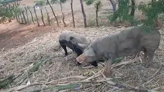 Alimentando os porquinhos a base de cana galera 