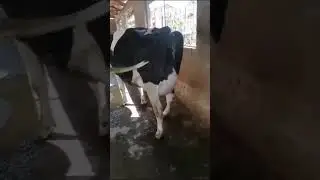 Dairy Cows for sale order today +254736 343039  Githunguri Kiambu county
