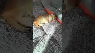 Sleeping Kittens: The Cutest Snooze Fest Ever!😻#SleepingKittens #CuteCats  #cat #kitten #adorablecat