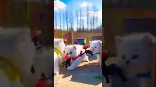 #cat​ #cats​ #cute​ #funnycat​ #pets #cutecat​ #catshort✨️《Paintball Battle!》👍👍🤣🐱🎉