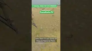 Behind the Scenes of a Wild Dog Relocation: Part 2 🚁