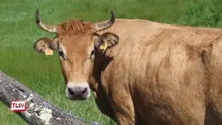 Lu&ccedil;on : 13 vaches passent l'&eacute;t&eacute; aux Guifettes