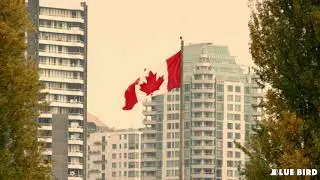 Welcome to Blue Bird, for quick and easy immigration to Canada
