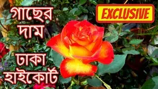 হাইকোর্ট নার্সারিতে গাছের দাম | Plants Price In High Court Street Nursery | Gardening Bangladesh