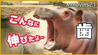 赤ちゃんカバとおとなカバ こんなに違う歯の大きさ 旭山動物園のカバ家族 (百吉・旭子・凪子)もぐもぐタイムで大接近 Hippo Family