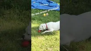 He PICKED my tomatoes!!😱🙄 #foryou #dog #shenanigans #funny #whiteboxer #boxerdog #crazy #short