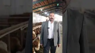 BİR SÜT HİKAYESİ