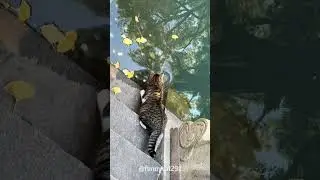 The hunting instinct of cats#cat #catsoftiktok #fyp #fypシ #catlover #funny #pet #foryoupage