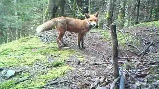 Close-up fox footage from Tayside, Scotland.