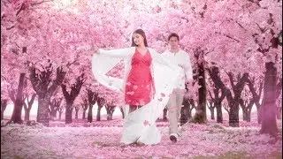 Pride Sakura Blossom 