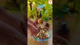 Healthy Drink Powder | Energy Drink Powder | Healthy Drink Mix | Homemade Drink #shorts #healthy
