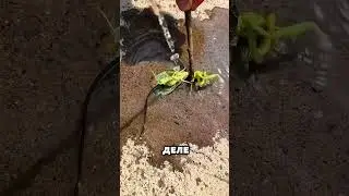 Parasite extracted from a praying mantis