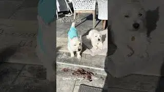 Tail Wagging Competition | Cuteness galore 🤣😎 #zsseehumans #cute #love #live #dog #challenge